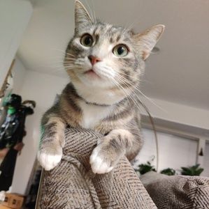 Meet your Posher, Feng